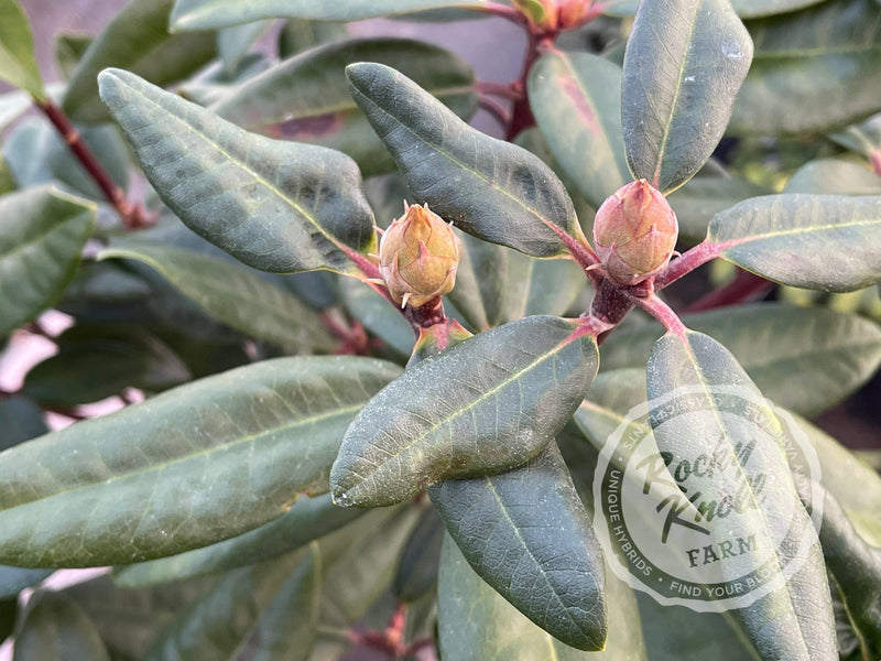 Royal Purple plant from Rocky Knoll Farm