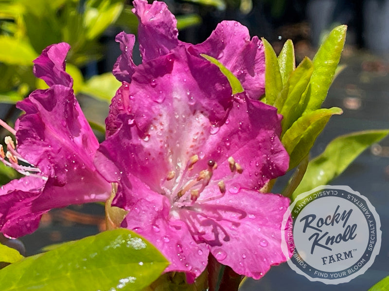 Royal Purple plant from Rocky Knoll Farm