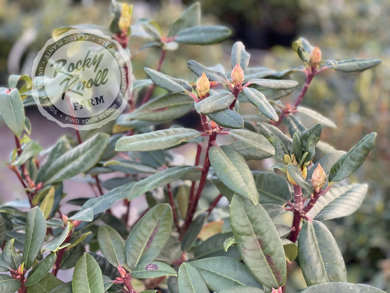 Royal Purple plant from Rocky Knoll Farm