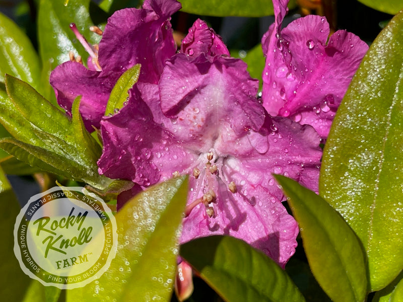 Royal Purple plant from Rocky Knoll Farm