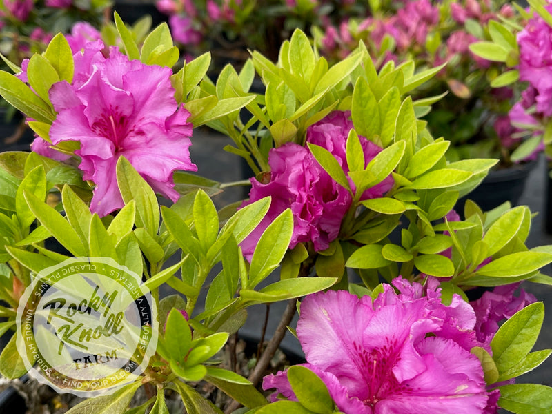 Royal Robe plant from Rocky Knoll Farm