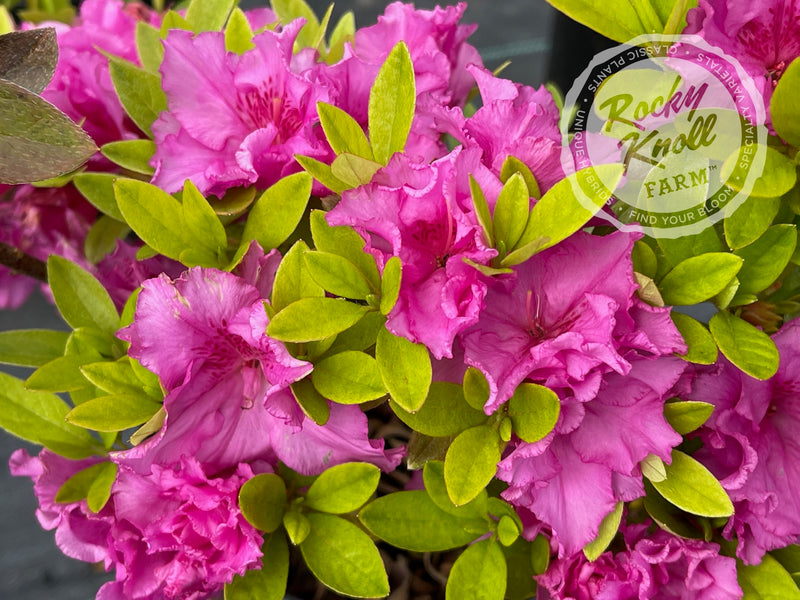 Royal Robe plant from Rocky Knoll Farm