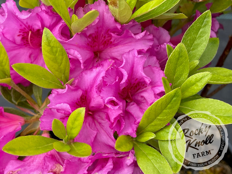 Royal Robe plant from Rocky Knoll Farm