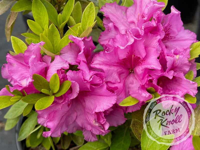 Royal Robe plant from Rocky Knoll Farm