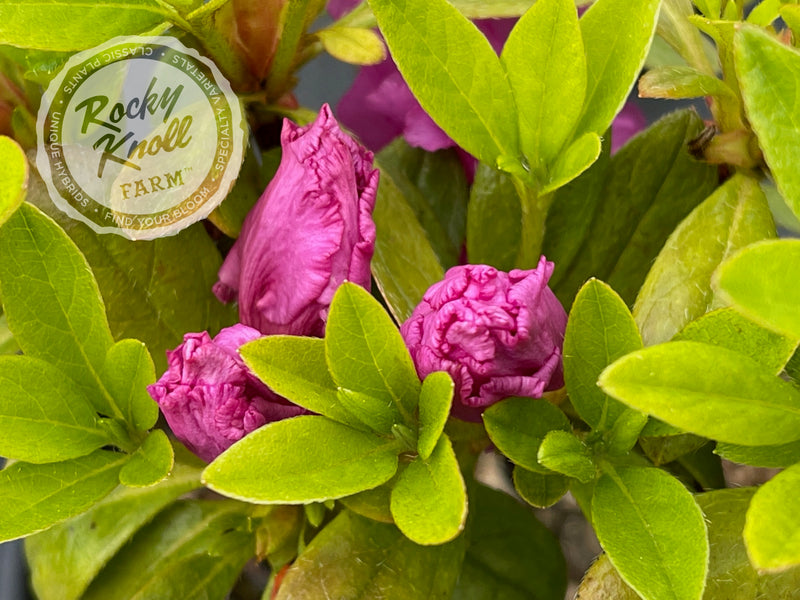 Royal Robe plant from Rocky Knoll Farm