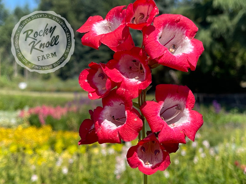 Penstemon Ruby Cardinal plant from Rocky Knoll Farm