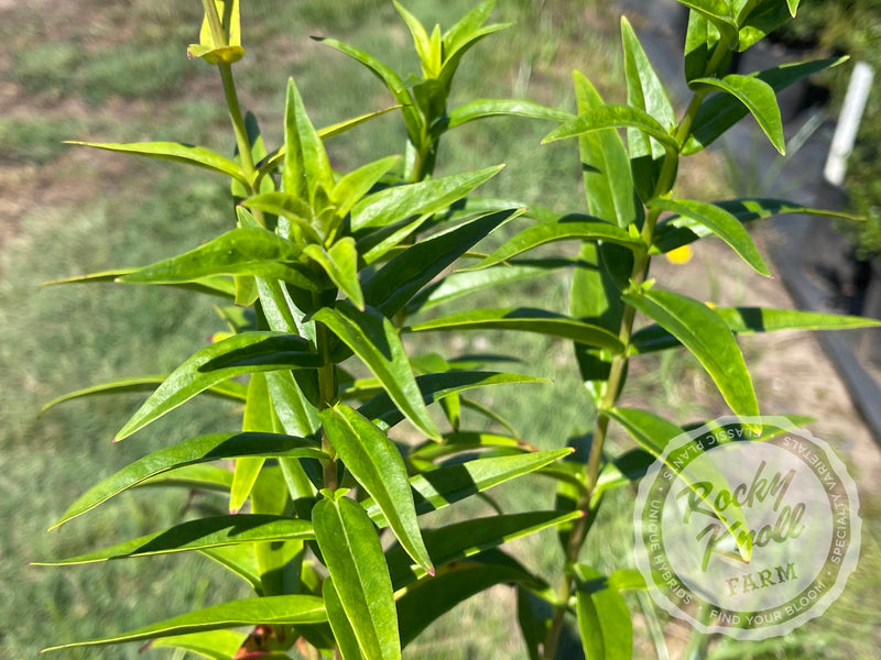 Penstemon Ruby Cardinal plant from Rocky Knoll Farm