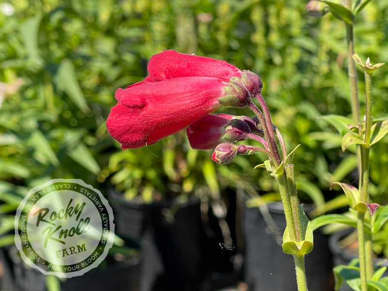 Penstemon Ruby Cardinal plant from Rocky Knoll Farm