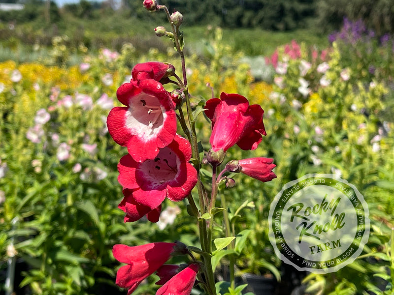 Penstemon Ruby Cardinal plant from Rocky Knoll Farm