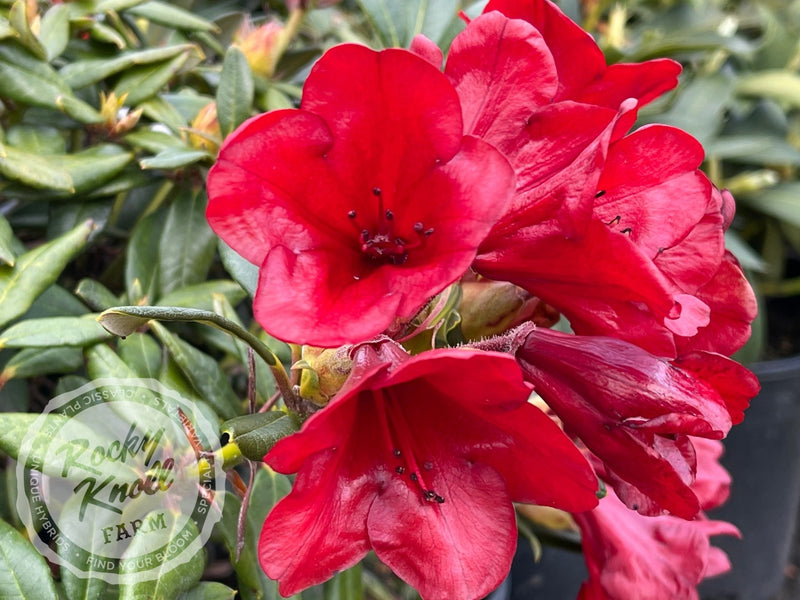 Ruby Hart plant from Rocky Knoll Farm