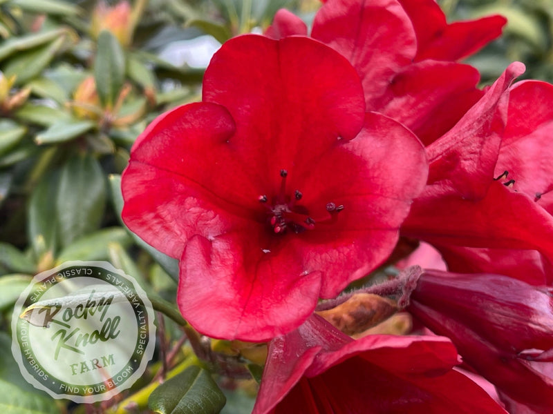Ruby Hart plant from Rocky Knoll Farm
