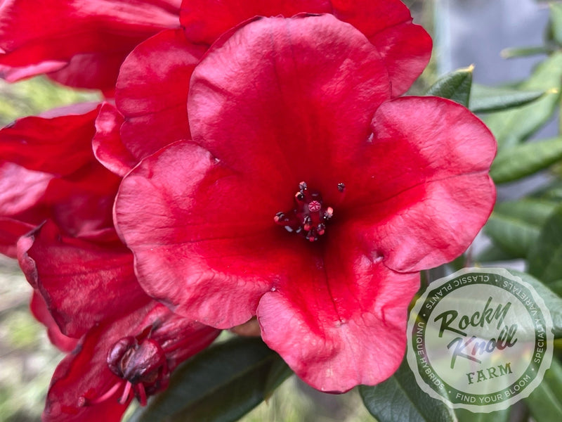 Ruby Hart plant from Rocky Knoll Farm