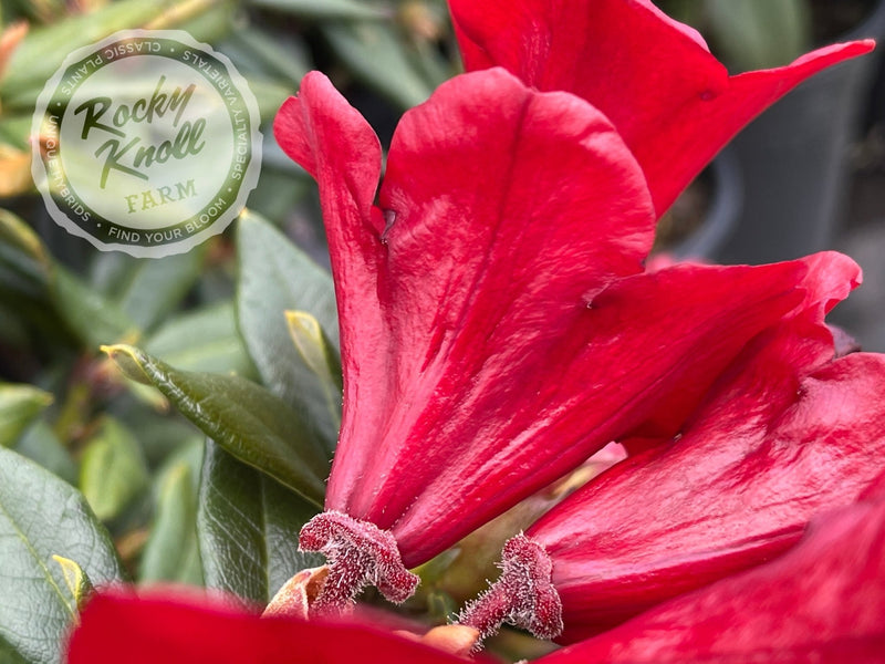 Ruby Hart plant from Rocky Knoll Farm