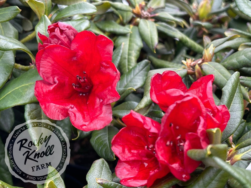 Ruby Hart plant from Rocky Knoll Farm