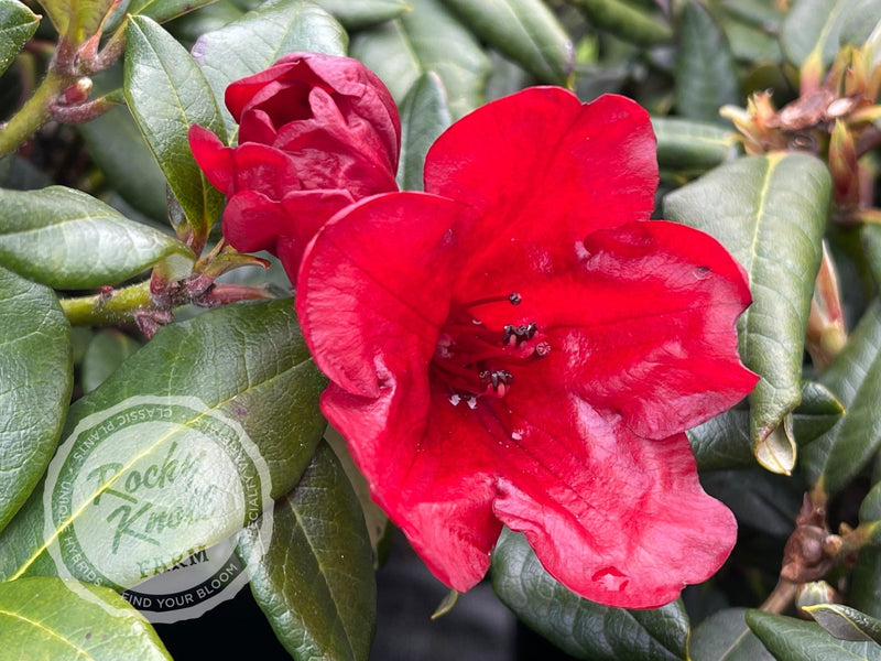 Ruby Hart plant from Rocky Knoll Farm