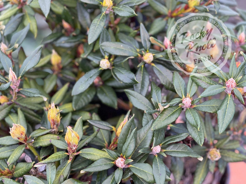 Ruby Hart plant from Rocky Knoll Farm