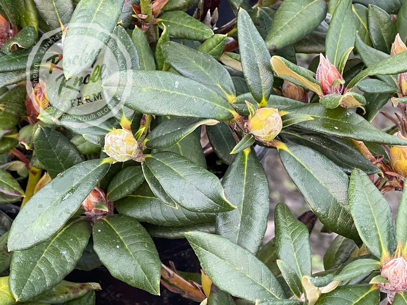 Ruby Hart plant from Rocky Knoll Farm