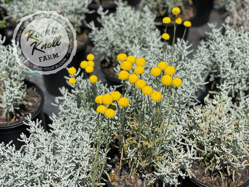 Santolina chamaecyparissus 'Lavender Cotton' plant from Rocky Knoll Farm