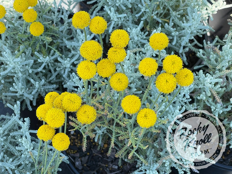 Santolina chamaecyparissus 'Lavender Cotton' plant from Rocky Knoll Farm