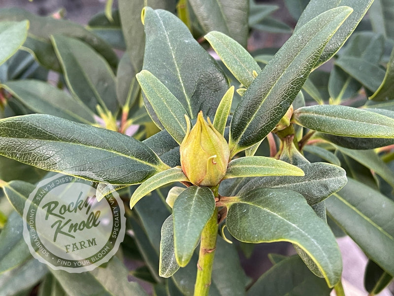Sappho plant from Rocky Knoll Farm