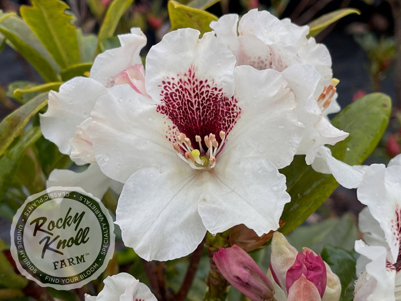 Sappho x Tweedy Bird plant from Rocky Knoll Farm