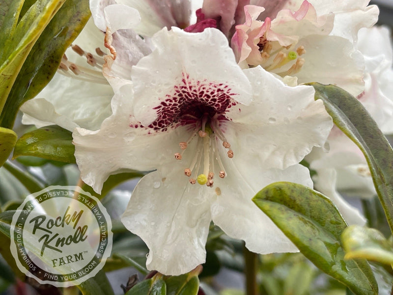 Sappho x Tweedy Bird plant from Rocky Knoll Farm