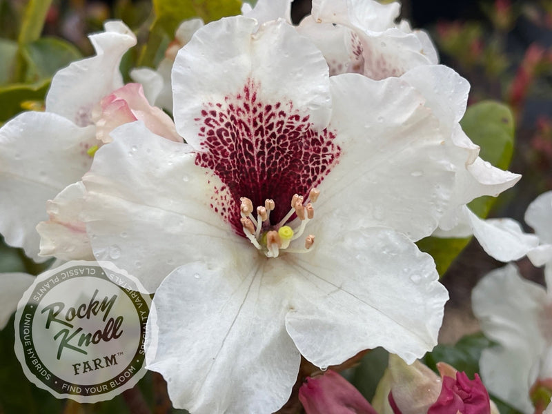 Sappho x Tweedy Bird plant from Rocky Knoll Farm