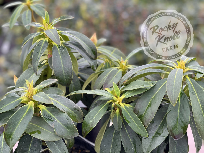 Satin Memories plant from Rocky Knoll Farm
