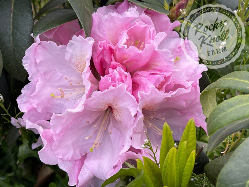 Satin Memories plant from Rocky Knoll Farm