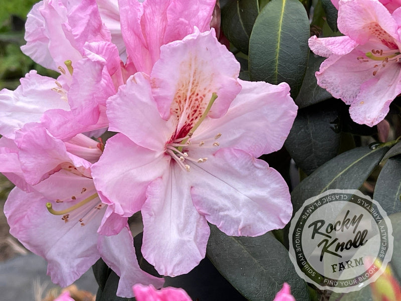 Satin Memories plant from Rocky Knoll Farm