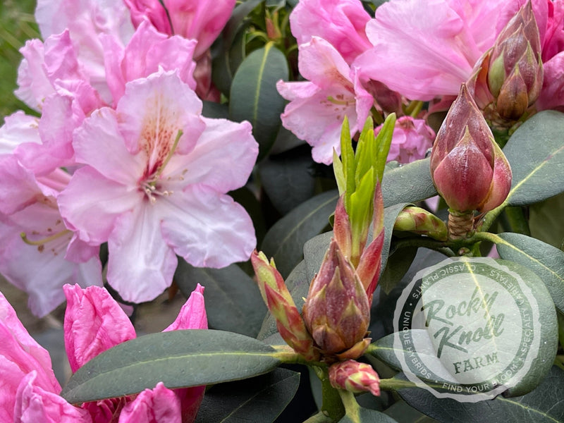 Satin Memories plant from Rocky Knoll Farm