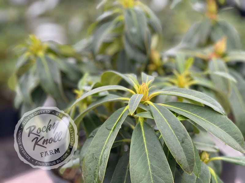 Satin Memories plant from Rocky Knoll Farm