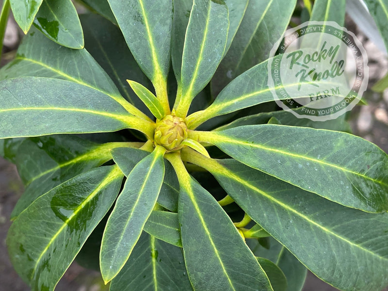 Satin Memories plant from Rocky Knoll Farm