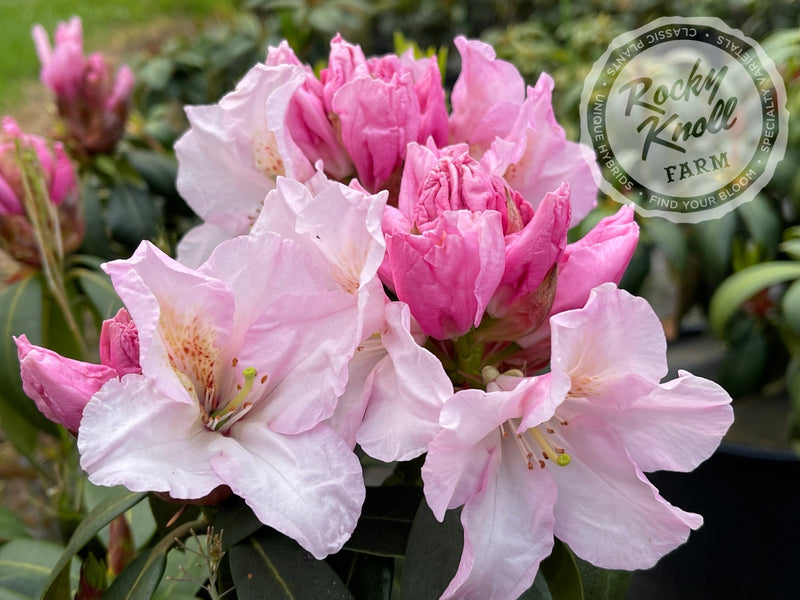Satin Memories plant from Rocky Knoll Farm