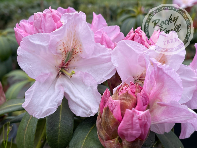 Satin Memories plant from Rocky Knoll Farm