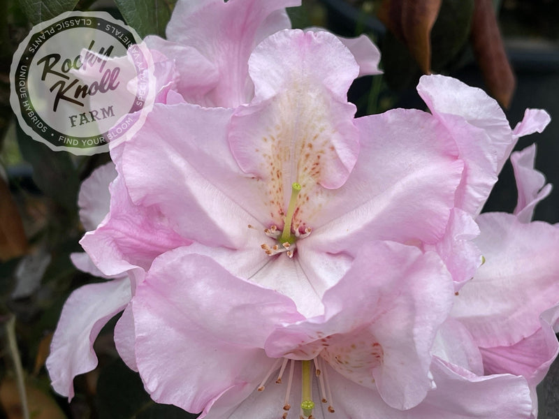 Satin Memories plant from Rocky Knoll Farm
