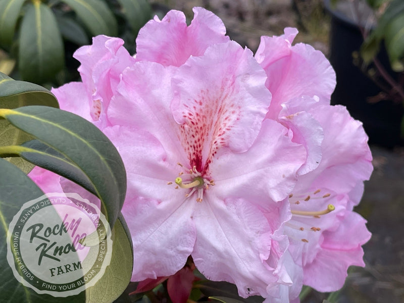 Satin Memories plant from Rocky Knoll Farm