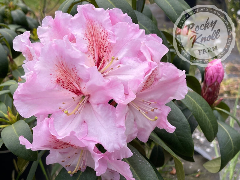 Satin Memories plant from Rocky Knoll Farm
