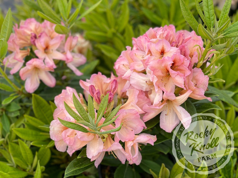 Satsop Sunrise plant from Rocky Knoll Farm