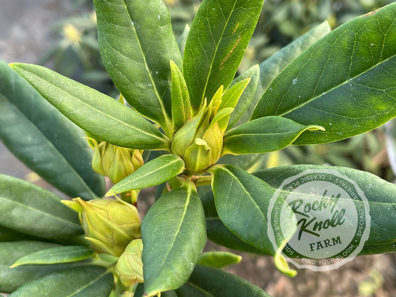 Satsop Sunrise plant from Rocky Knoll Farm