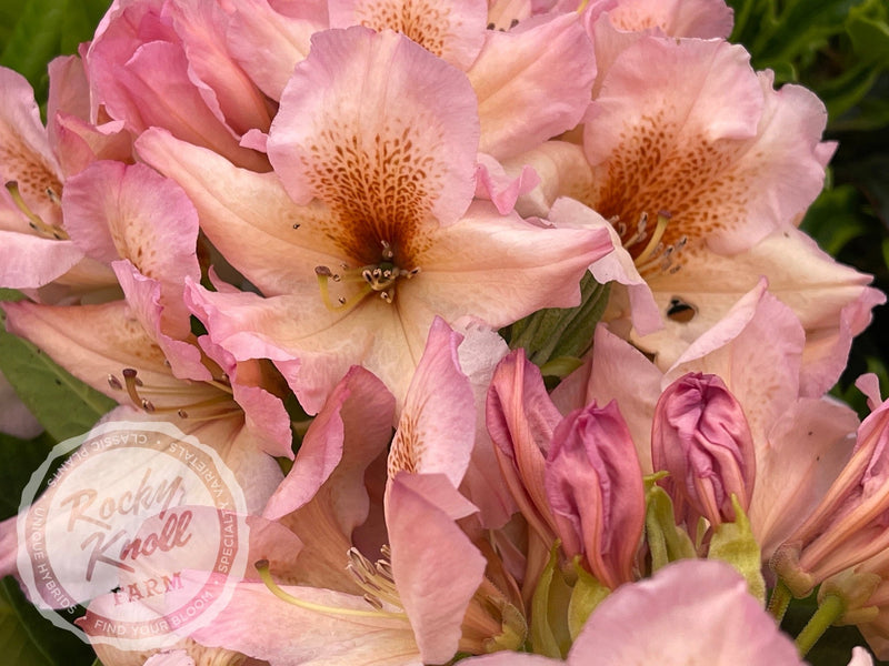 Satsop Sunrise plant from Rocky Knoll Farm
