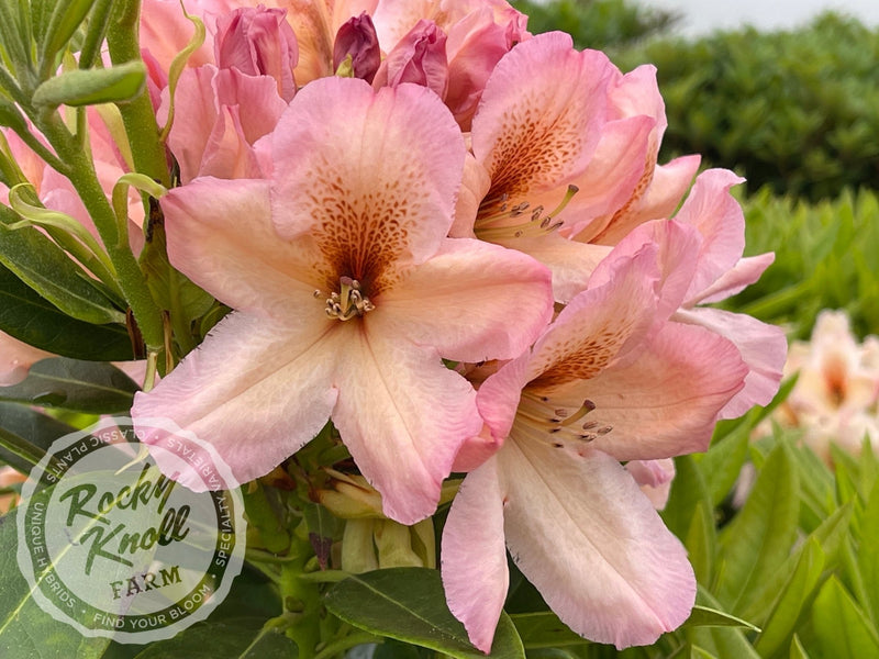 Satsop Sunrise plant from Rocky Knoll Farm