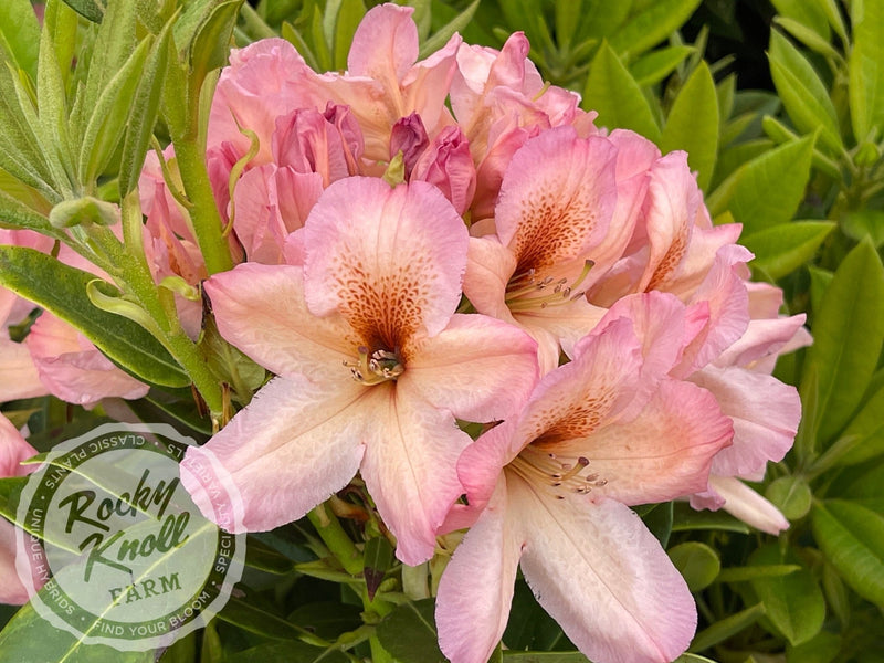 Satsop Sunrise plant from Rocky Knoll Farm