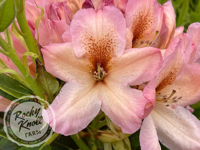 Satsop Sunrise plant from Rocky Knoll Farm