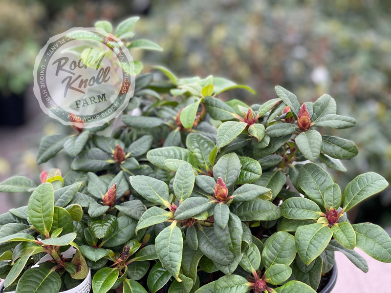 Scarlet Wonder plant from Rocky Knoll Farm