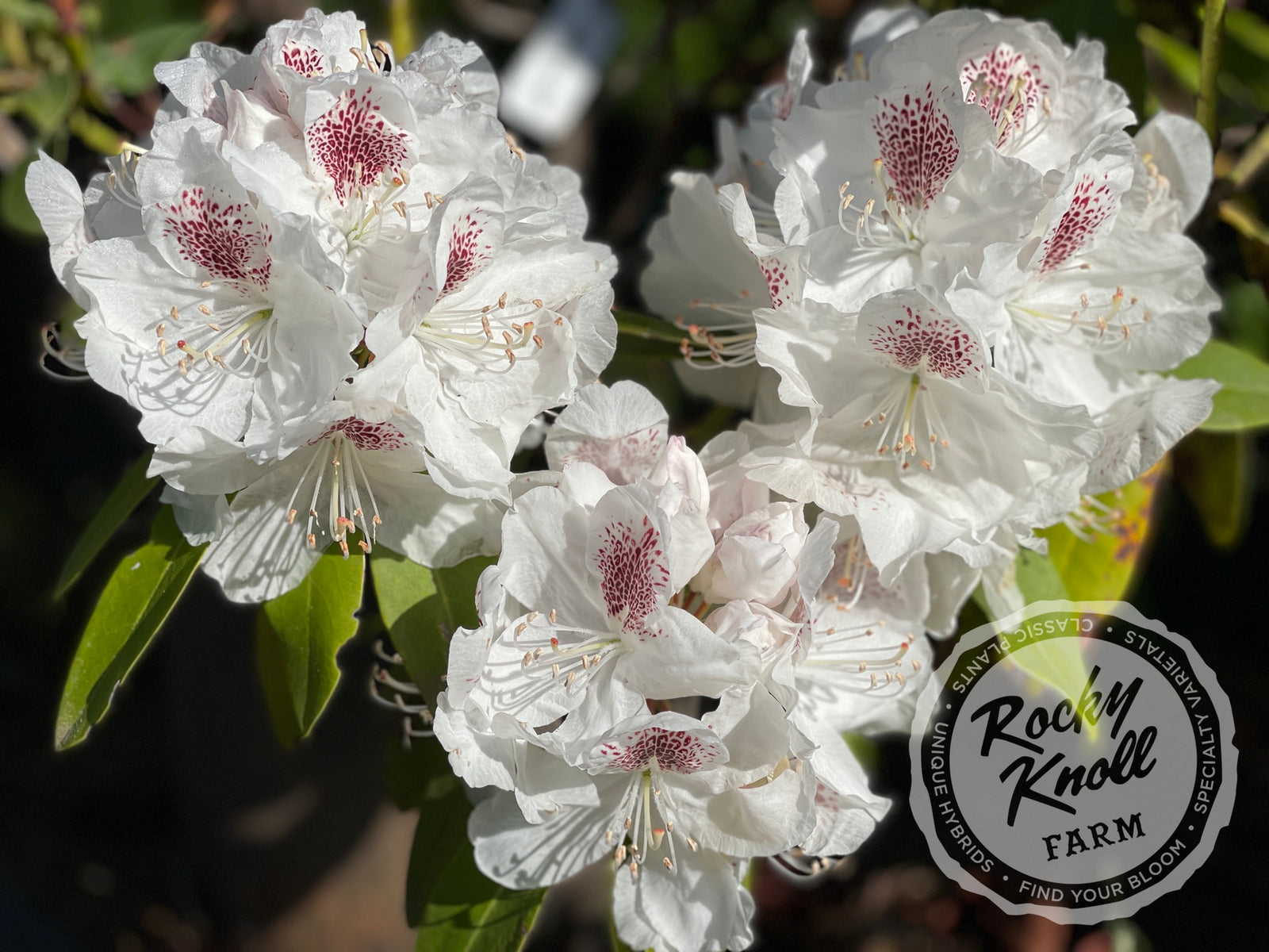 rhododendron schneebukett Schneebukett