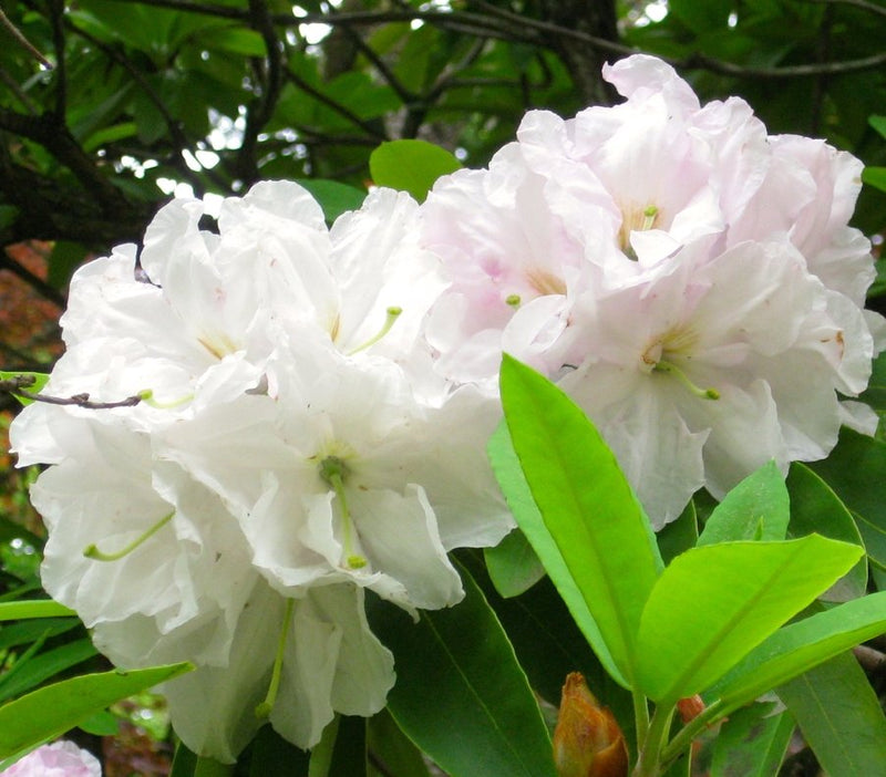 R. decorum plant from Rocky Knoll Farm