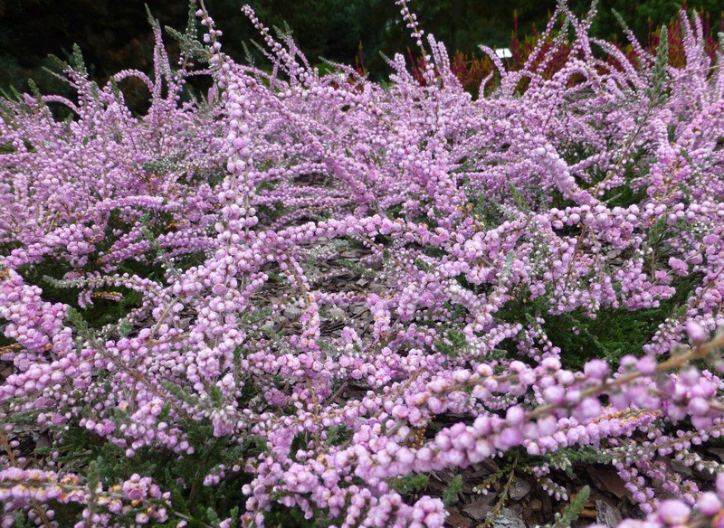 Calluna Elsie Purnell Heather plant from Rocky Knoll Farm