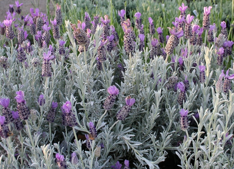 Silver Anouk Spanish Lavender plant from Rocky Knoll Farm