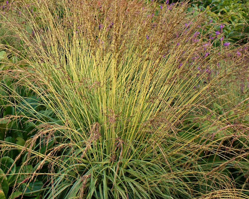 Variegated Moor Grass - Molinia caerulea plant from Rocky Knoll Farm